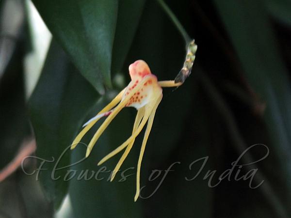 Thread-Petal Hairseed Orchid